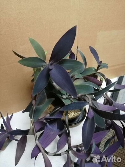 Сеткреазия пурпурная