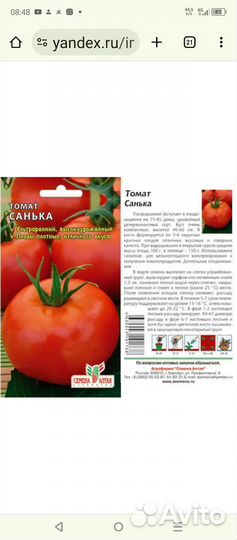 Рассада помидор