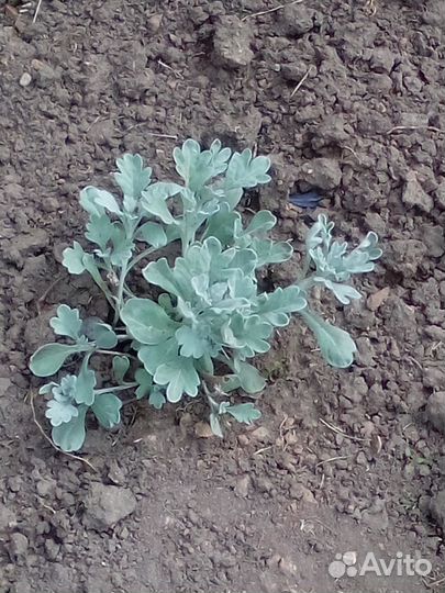 Многолетние садовые цветы