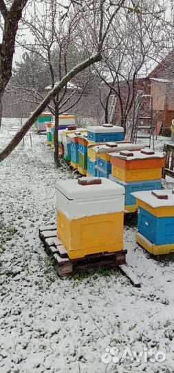 Помощь. Создам пасеку