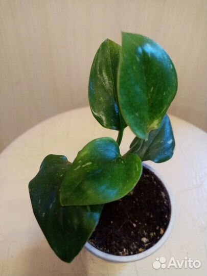 Сциндапсус, филодендрон,сингониум