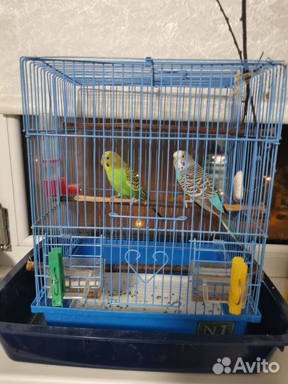 Волнистый попугай с клеткой
