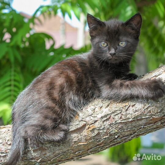 Чёрный и чёрно-белый котёнок