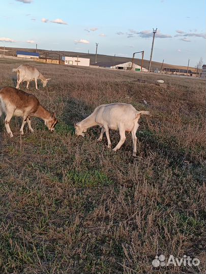 Коза дойная