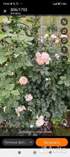 Кактусы зимующие на улице