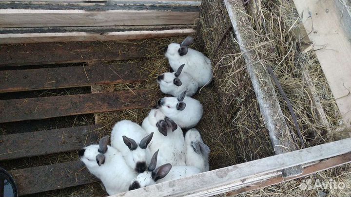 Калифорнийские кролики, бургундские,бабочка