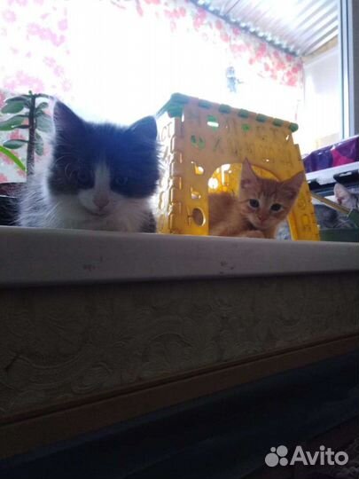 Котята в добрые руки