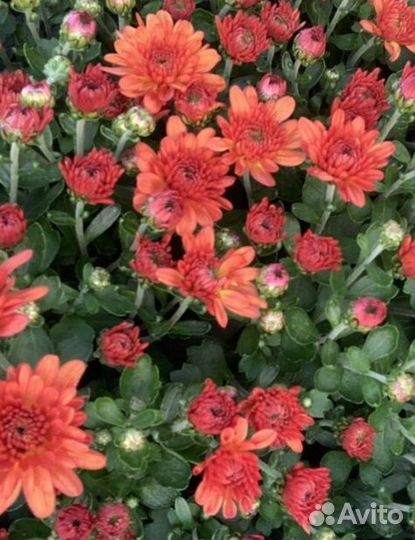 Черенки Хризантемы мультифлора