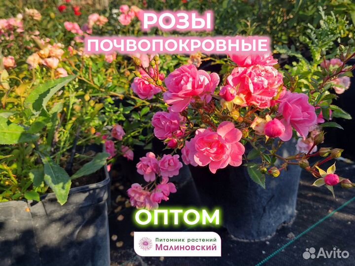 Розы Почвопокровные Оптом Питомник