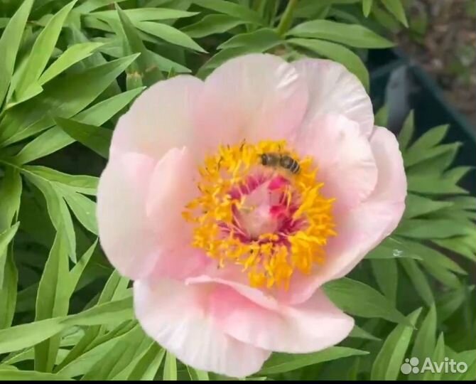 Пион ноузгей