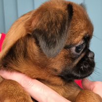 Пти-брабансон, щенок