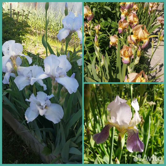 Ирисы бородатые Блю Сапфир