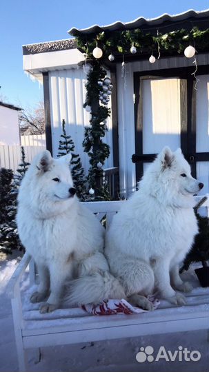 Аренда Самоедских собак для фотосессия