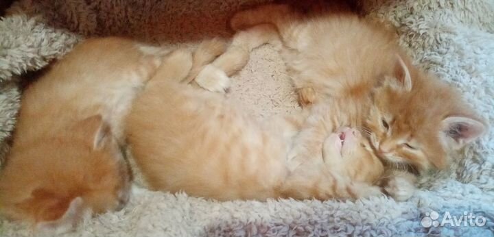 Котики и кошечки