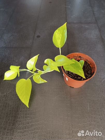 Эпипремнум Неон