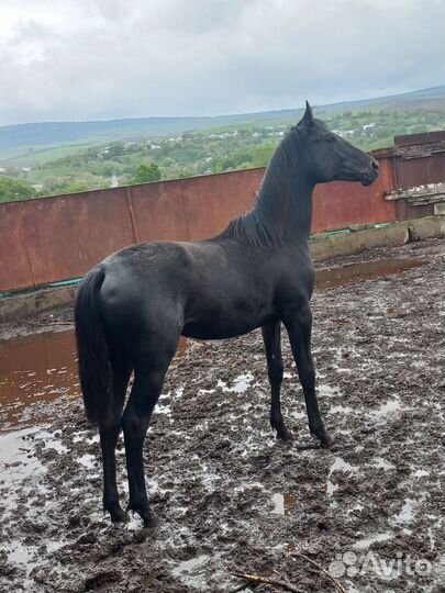 Лошадь жеребчик