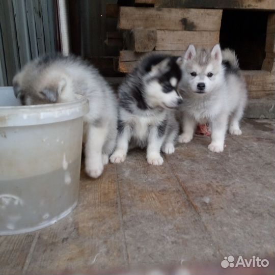 Маламут щенки