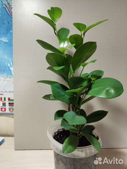Фикус микрокарпа