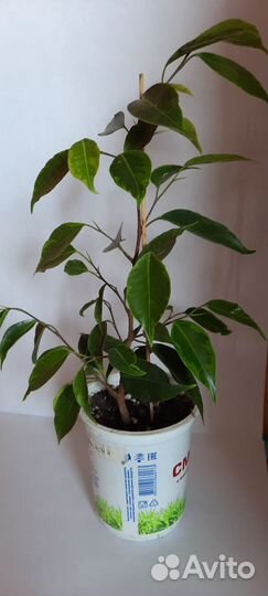 Фикус бенджамина