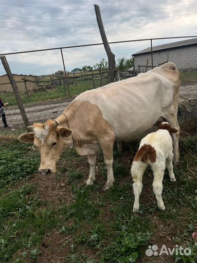 Корова с телёнком