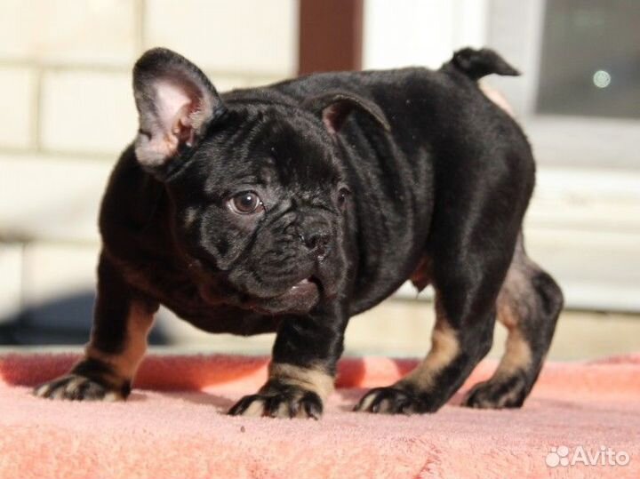 Булочки французские