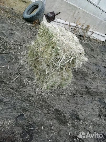 Сено степное