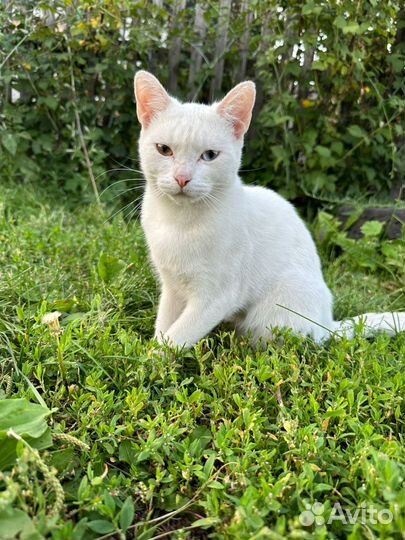 Кот разноглазик