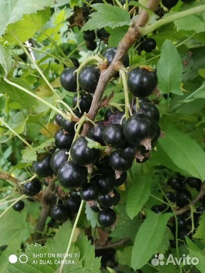 Вишня, смородина