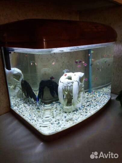 Аквариум с рыбками