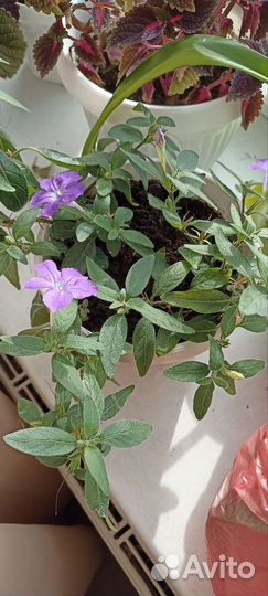 Комнатные растения