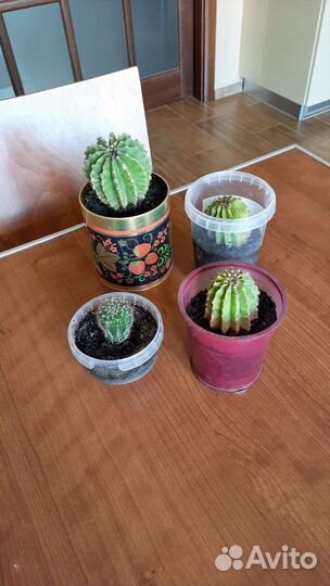 Алое Хавортия Денежное дерево Кактусы