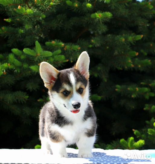 Щенок корги