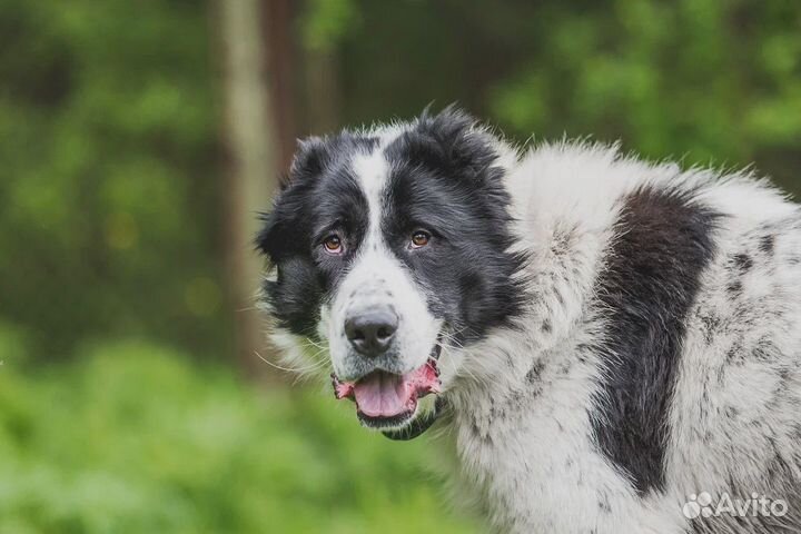 Алабай Тумар, 2 года