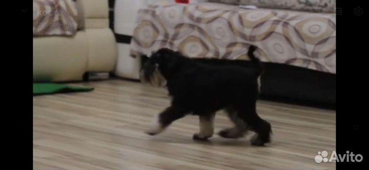 Дрессировка и воспитание собак