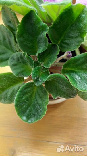 Фиалка в горшках