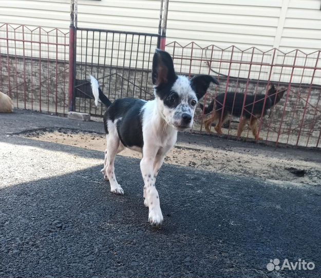 Гоша плачет без хозяина