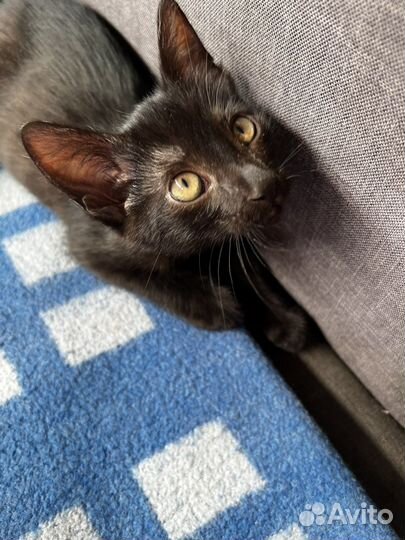 Котята бесплатно