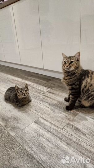 Кошечка в добрые руки