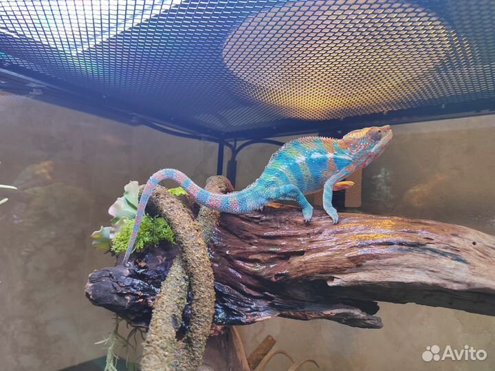 Пантеровый хамелеон с террариумом