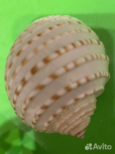 Ракушка морская большая