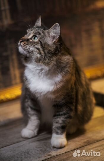 Кошка в добрые руки