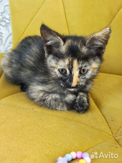 Котята в добрые руки бесплатно