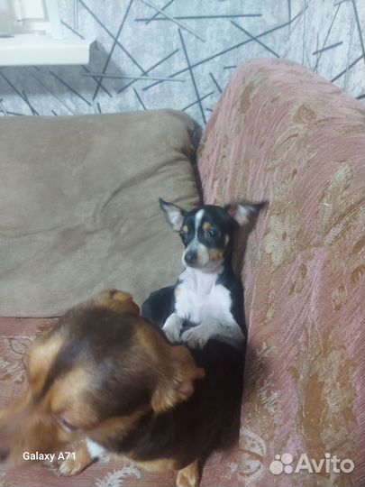 Маленькая собака