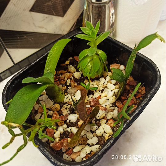 Суккуленты