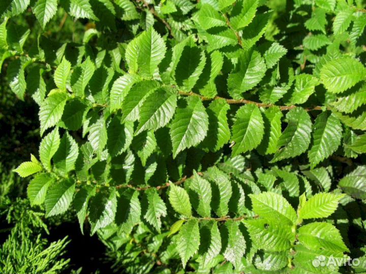 Вяз мелколистный