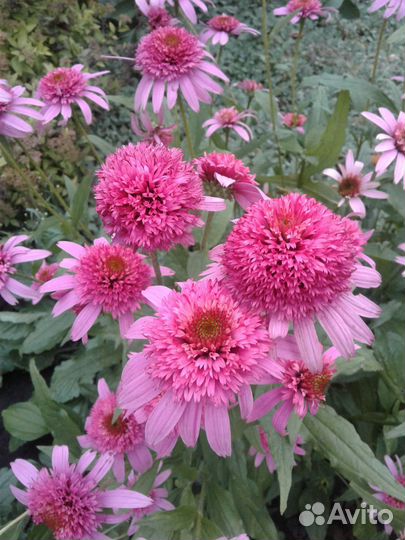 Садовые цветы