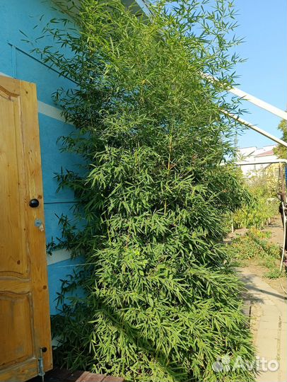 Бамбук саженцы