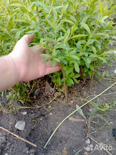 Рябинник, бересклет, бирючина, сумах и др