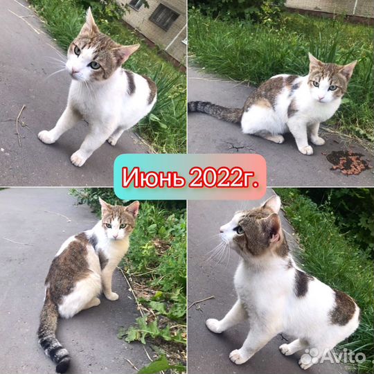 Кот в добрые руки