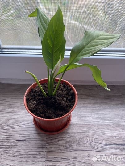 Спатифиллюм